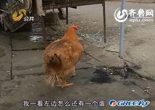 斗鸡打架视频播放,激战正酣的瞬间回顾