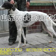 2016夜间猎兔视频山东,传统狩猎与现代伦理的碰撞
