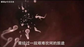 曰本性视频,从视频中探寻日本文化的魅力