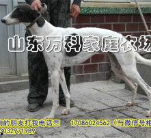 灵提犬猎兔视频,猎犬捕猎瞬间捕捉