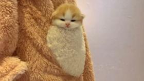 舔蛋视频,揭秘网络红人的魅力与争议